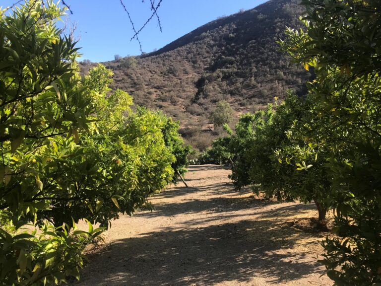 Árboles frutales. Venta parcela Curacaví Chile.